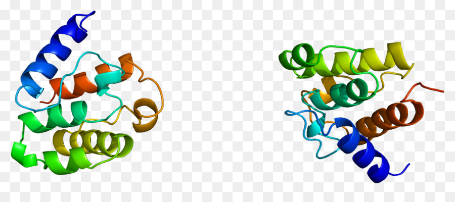 Protein Yapısı，Molekül PNG