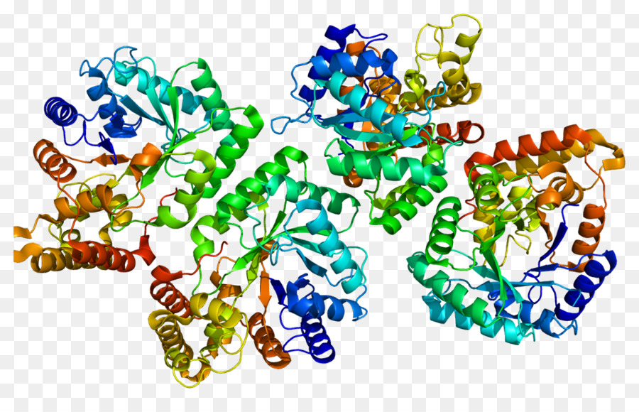 Protein Yapısı，Molekül PNG