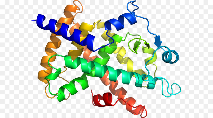 Protein Yapısı，Molekül PNG