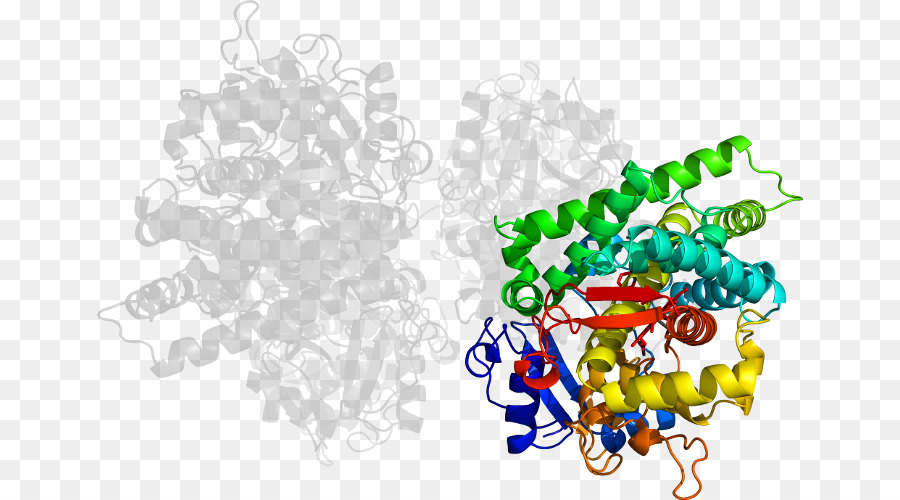 Protein Yapısı，Molekül PNG