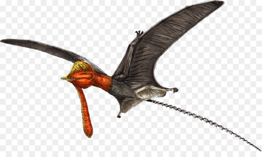 Nyctosaurus，Pterorhynchus PNG