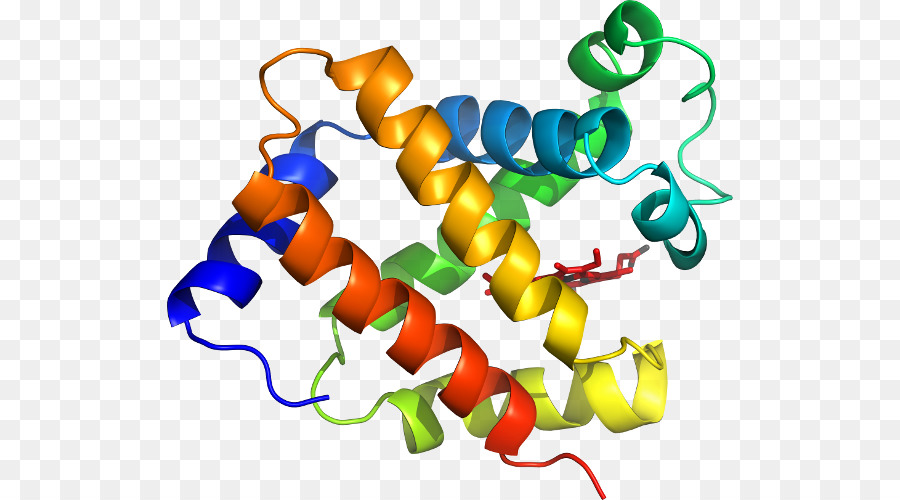 Protein Yapısı，Molekül PNG