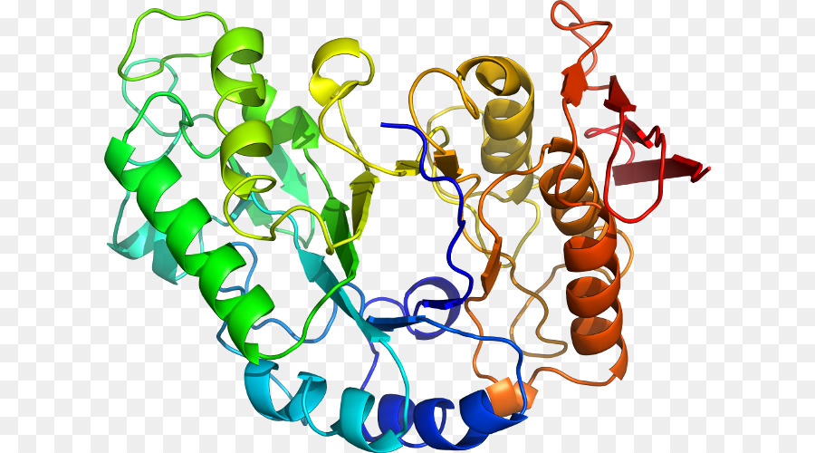 Protein Yapısı，Molekül PNG