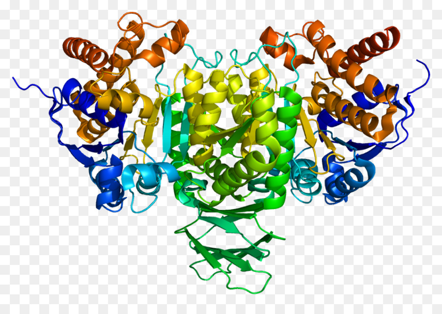 Protein Yapısı，Molekül PNG