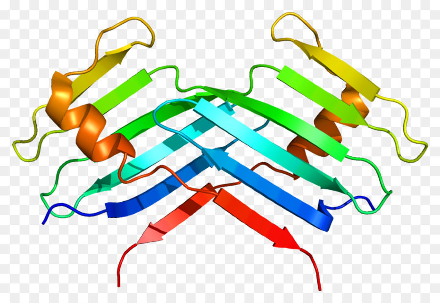 Protein Yapısı，Molekül PNG