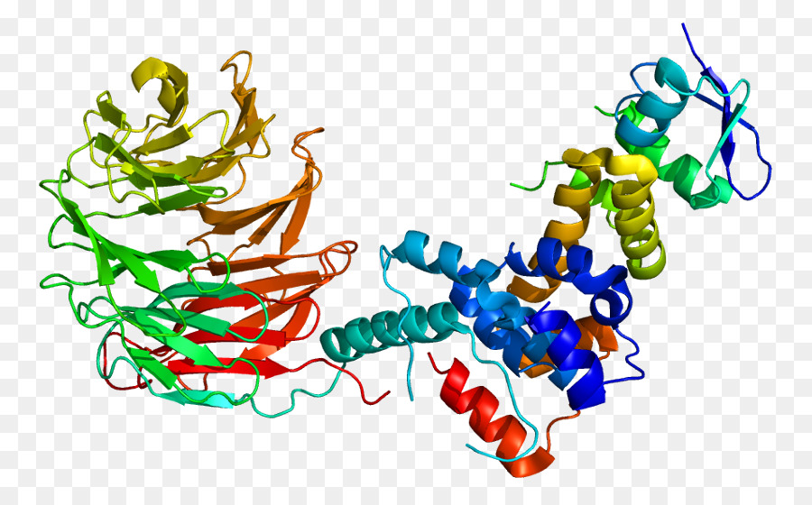 Protein Yapısı，Molekül PNG