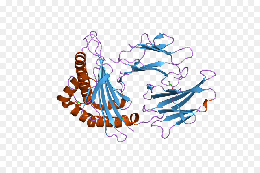 Protein Yapısı，Molekül PNG