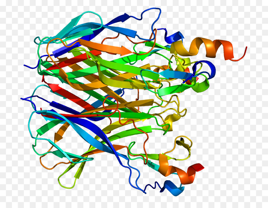 Transmembran Aktivatörü Ve Caml Etkileşimi，Tnf Reseptörü Süper Familyalı PNG