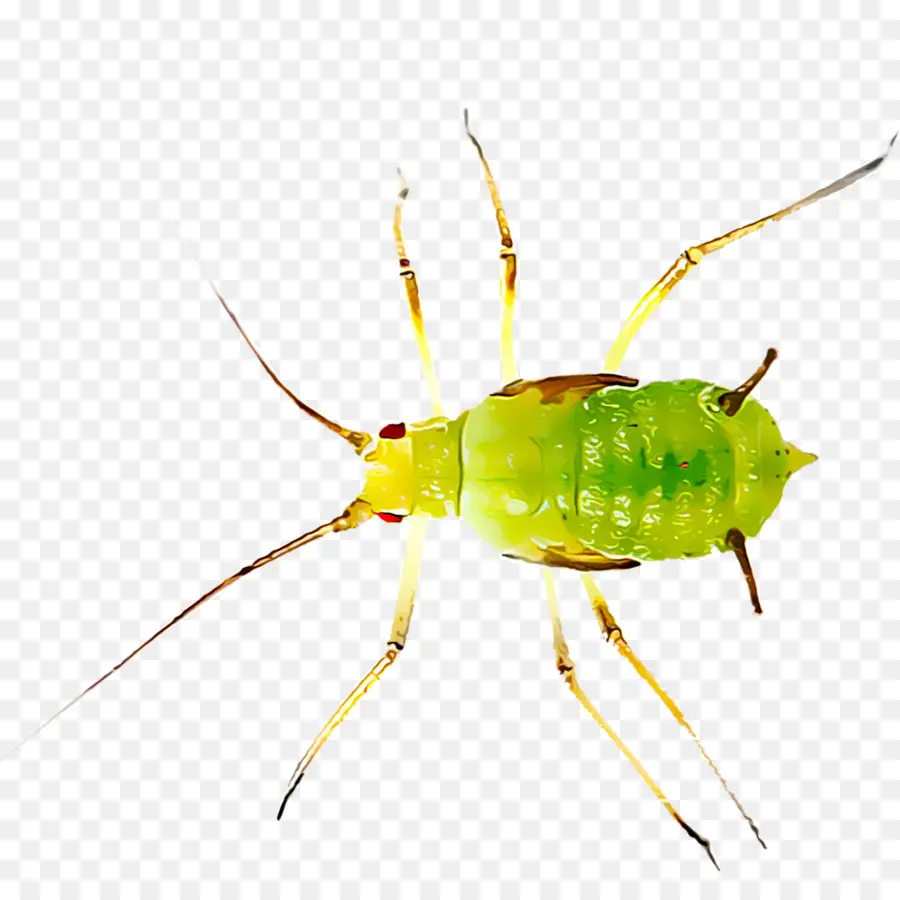 Böcek，Karınca PNG