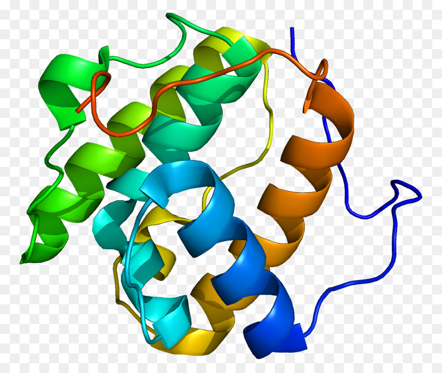 Mapre1，Protein PNG