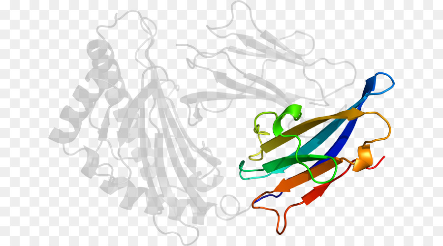 Protein Yapısı，Molekül PNG