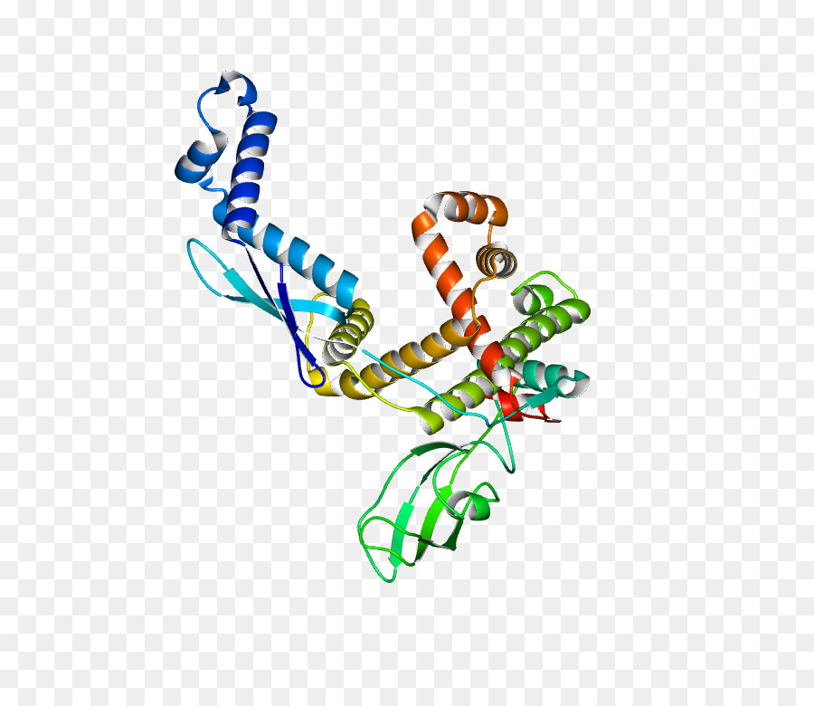 Protein Yapısı，Molekül PNG