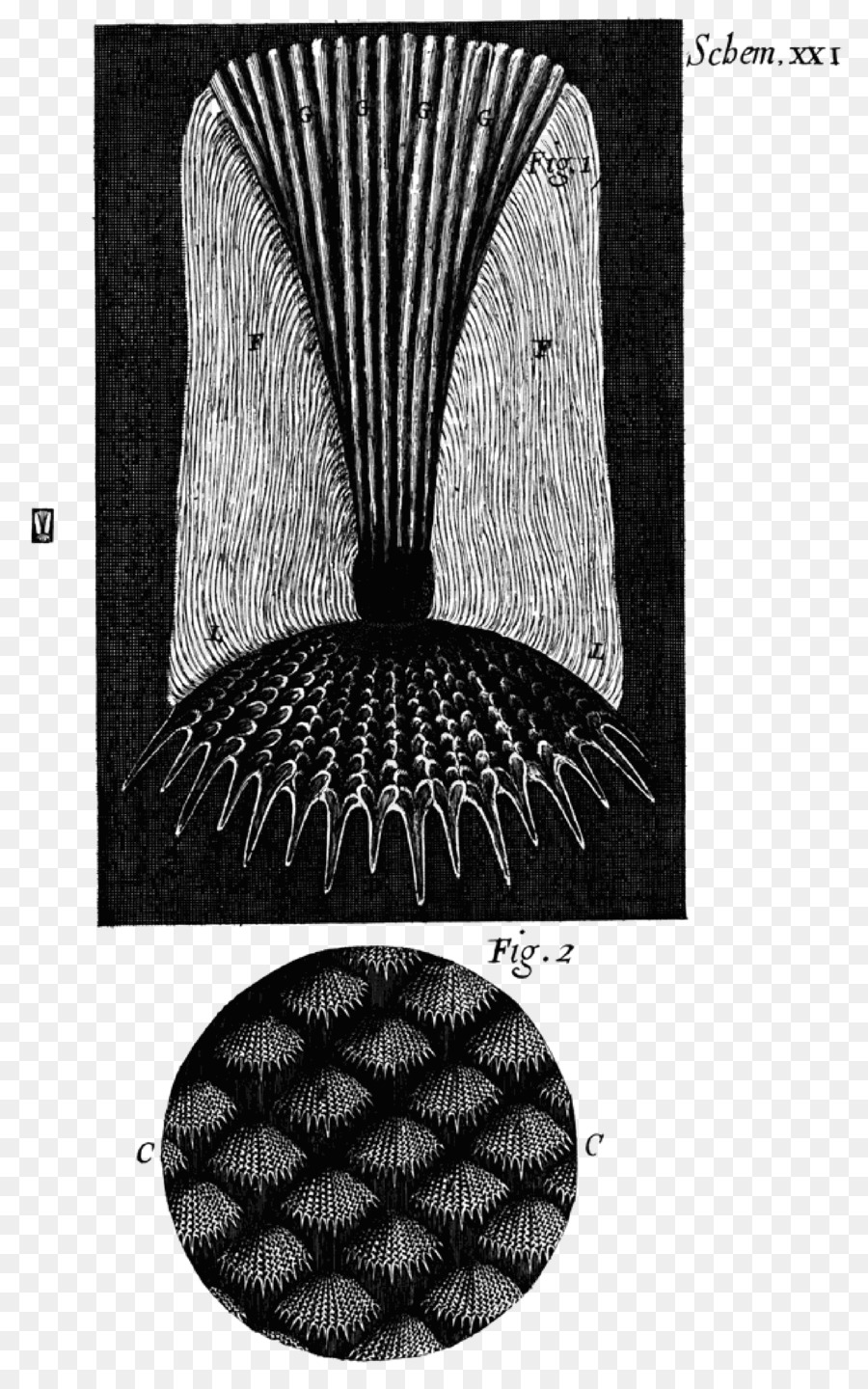 Micrographia，Mikroskop PNG