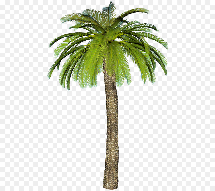Palmiye Ağaçları，Ağaç PNG