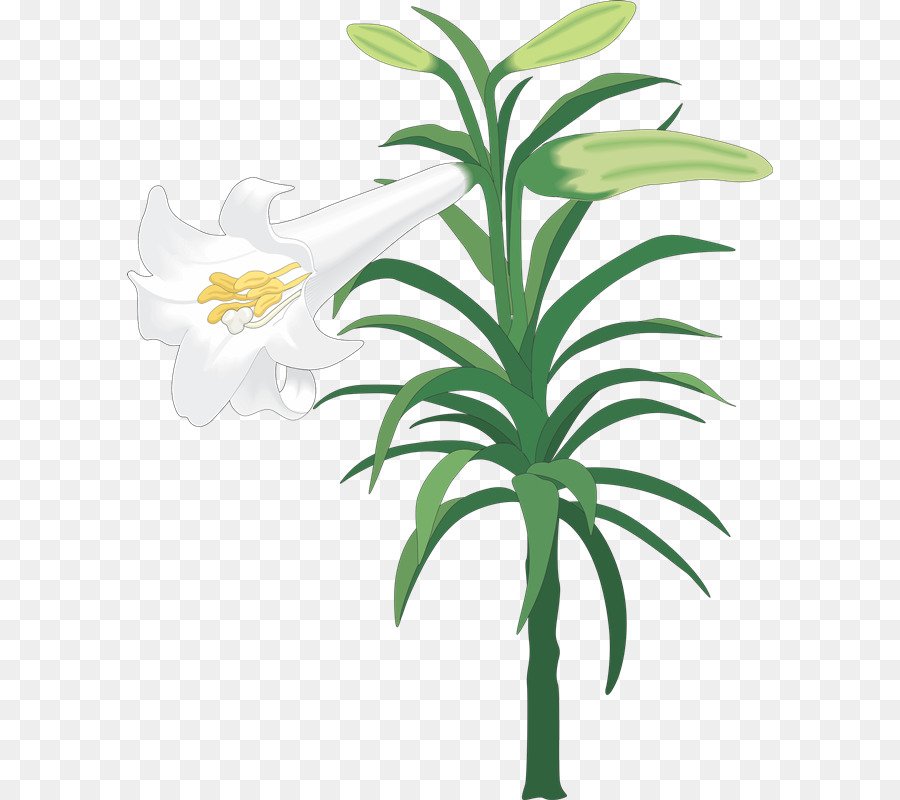 Paskalya Lily，Fotoğraf PNG