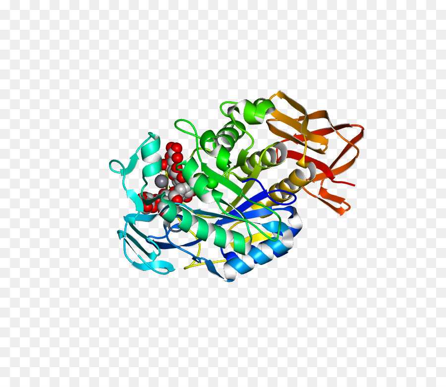 Protein Yapısı，Molekül PNG