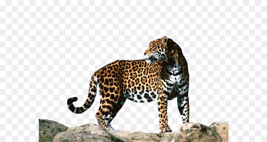 Leopar，Benekli PNG