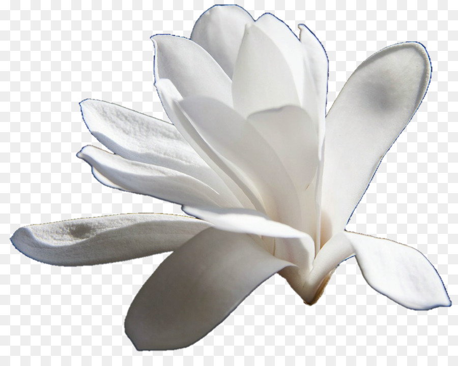 Plumeria'nın çiçekleri，Çiçeği PNG