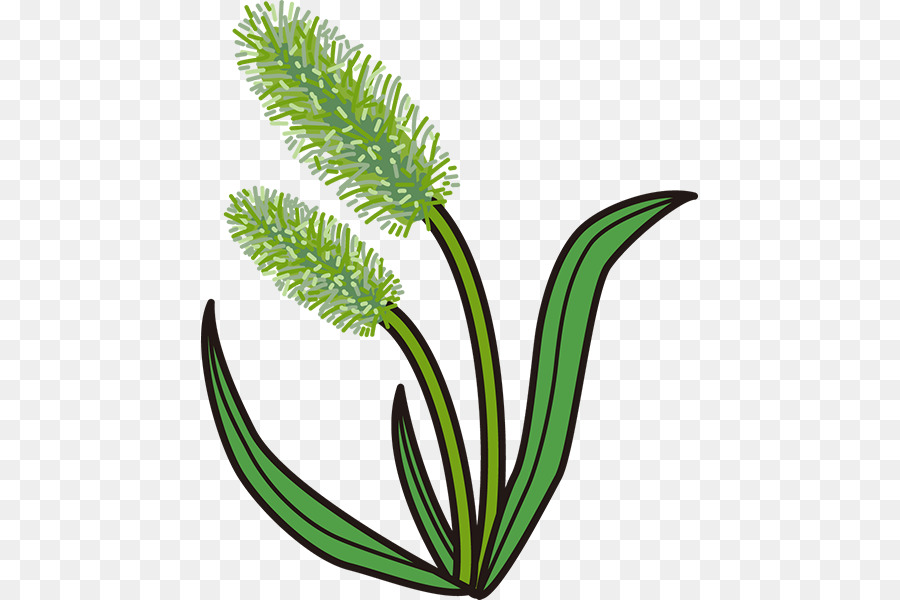 Otlar，Setaria Viridis PNG