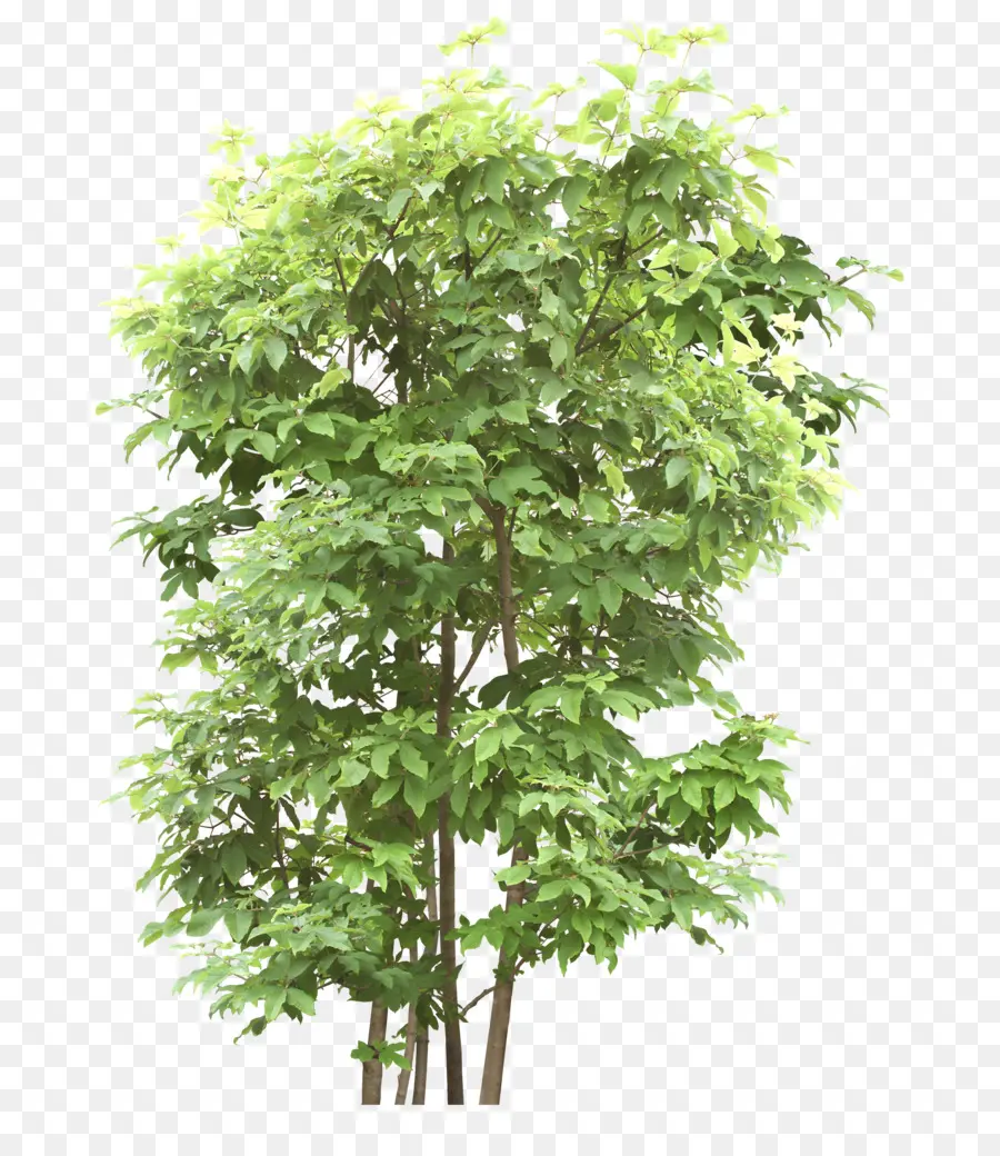Ağaç，Outtree PNG