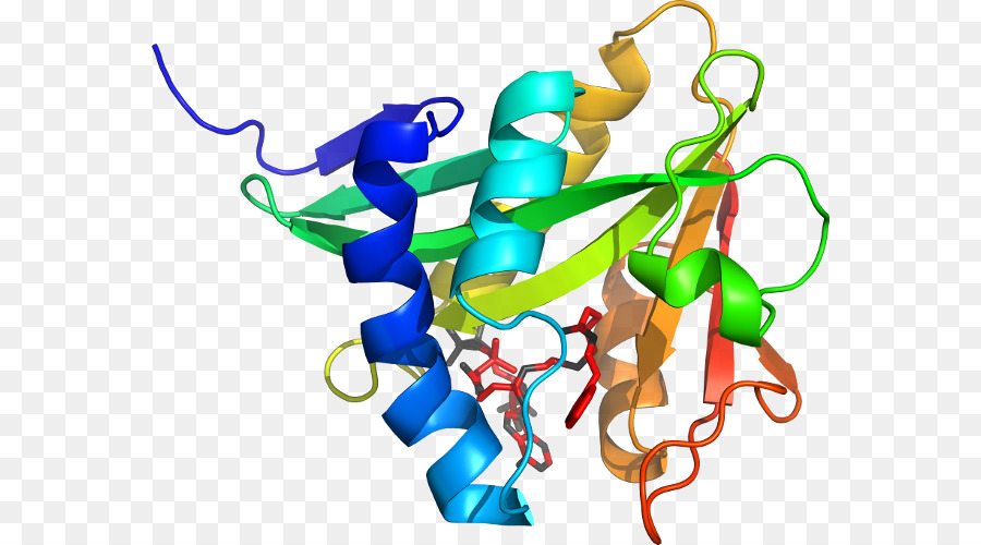 Protein Yapısı，Molekül PNG