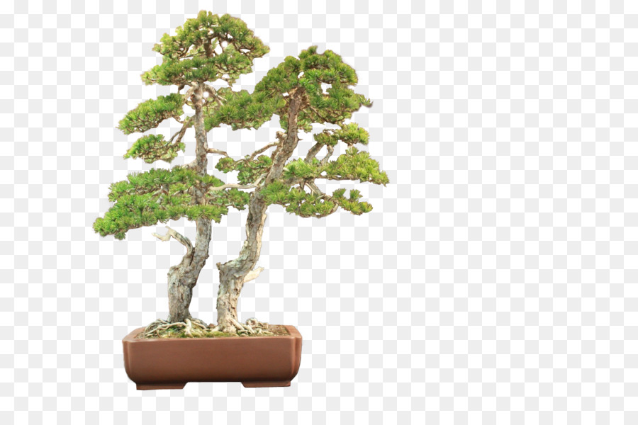 Bonsai Ağacı，Saksı PNG