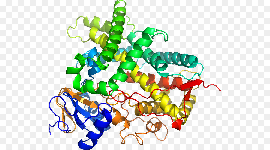 Protein Yapısı，Molekül PNG