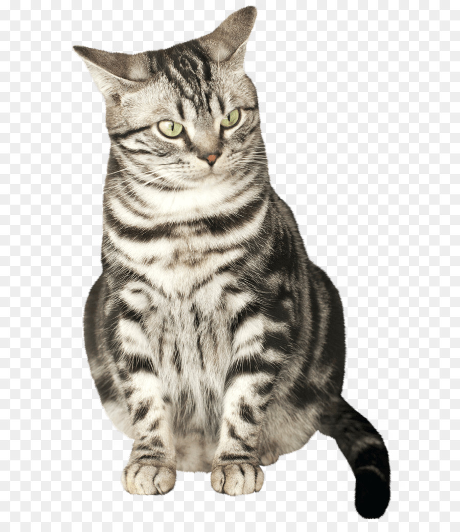 Kedi，Evcil Hayvan PNG