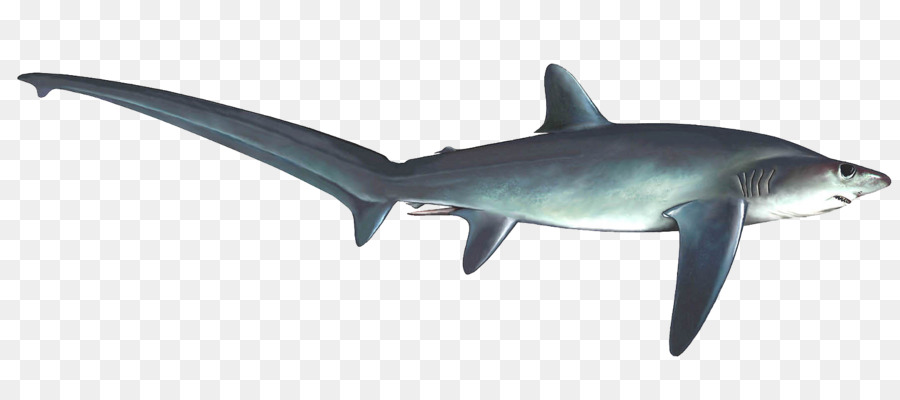 Kaplan Köpekbalığı，Requiem Köpekbalığı PNG