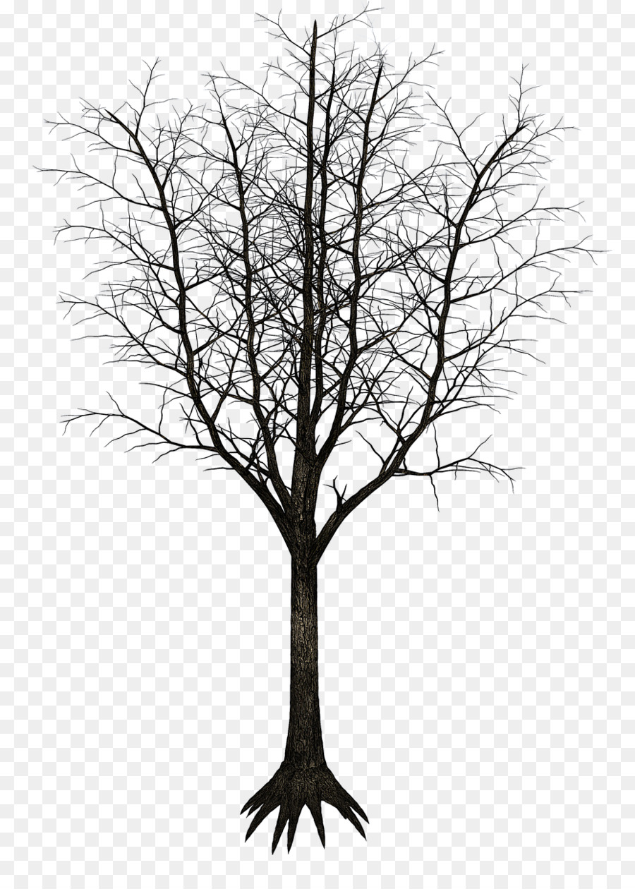 Ağaç，Boşanma PNG