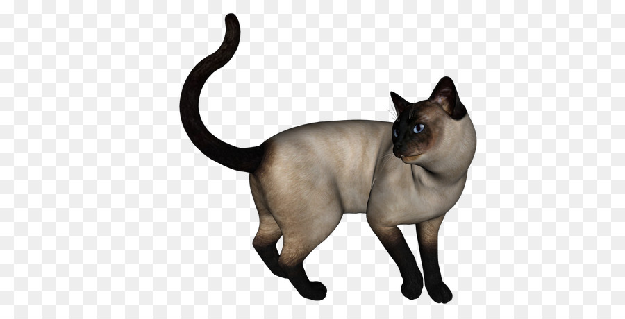 Kedi，Evcil Hayvan PNG