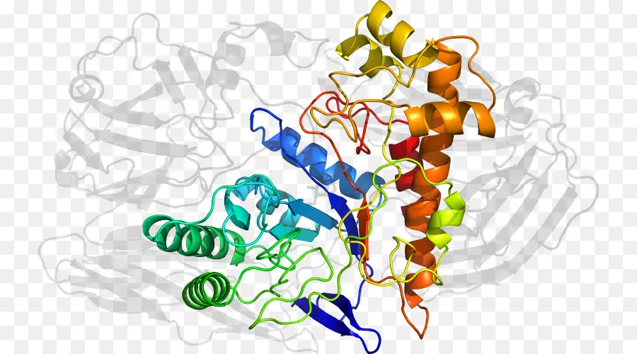 Protein Yapısı，Molekül PNG