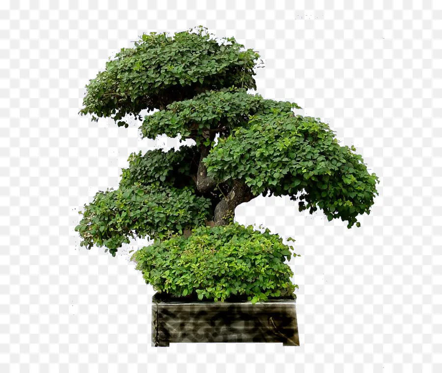 Bonsai Ağacı，Ağaç PNG