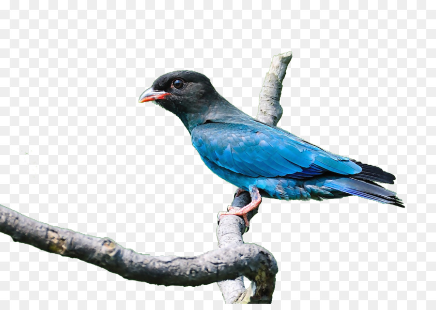 Kuş，Redwinged Blackbird PNG