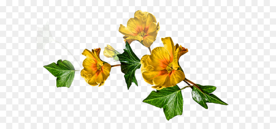 Alstroemeriaceae，Gül Ailesi PNG