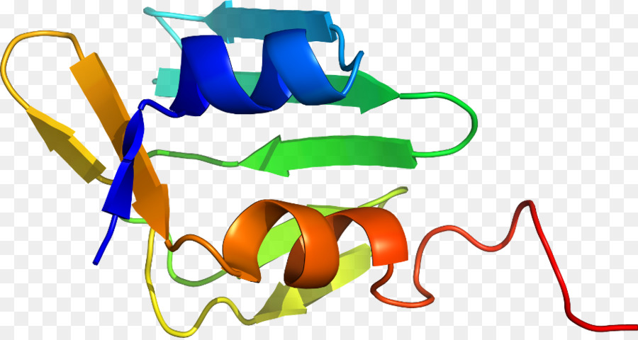 Protein Sarmalı，Molekül PNG