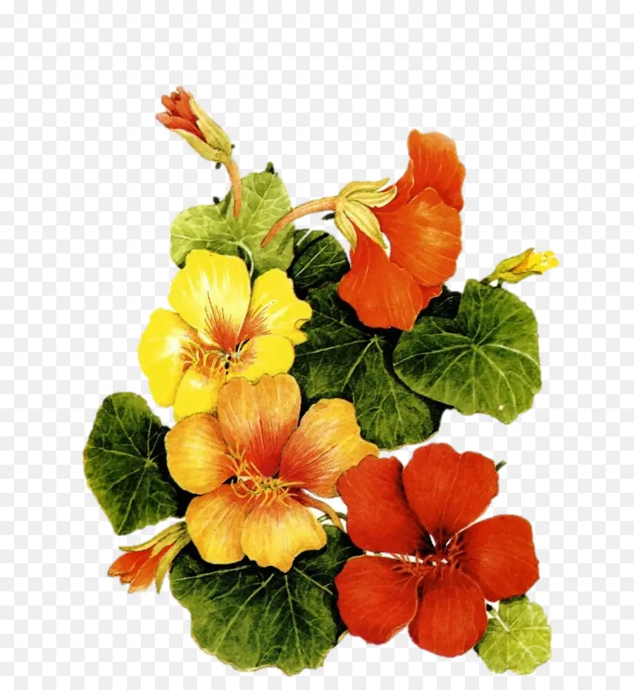 Suluboya çiçek，Suluboya Resim PNG