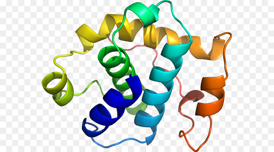 Protein，Molekül PNG