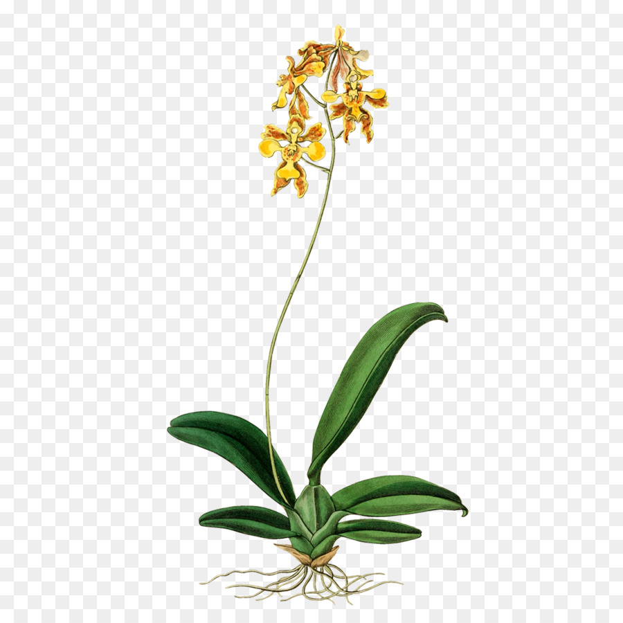 Oncidium Ciliatum，Stok Fotoğraf PNG