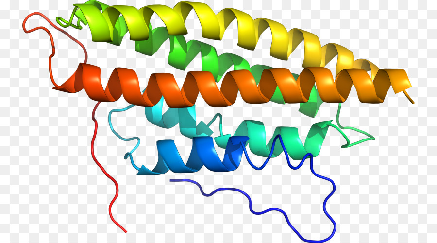 Protein，Molekül PNG