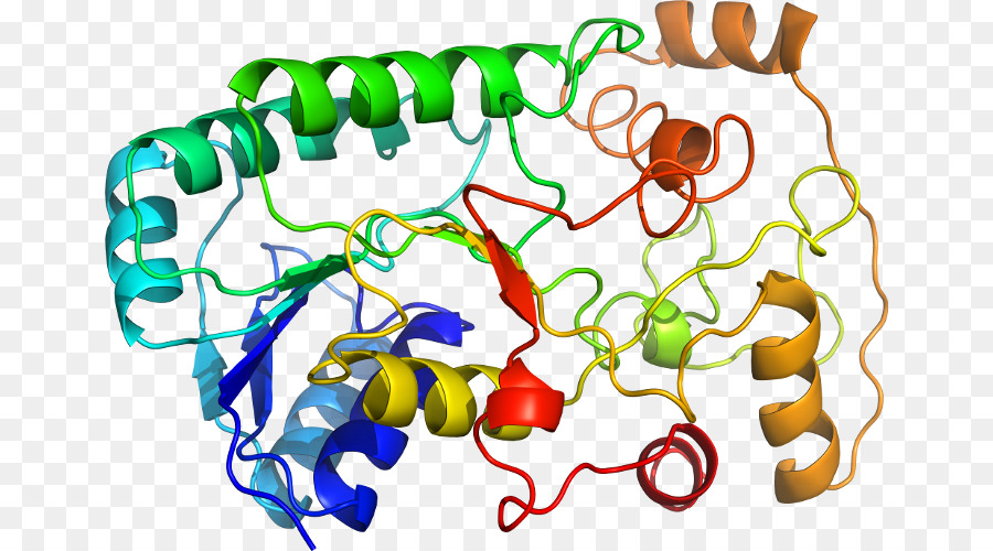 Protein Yapısı，Molekül PNG