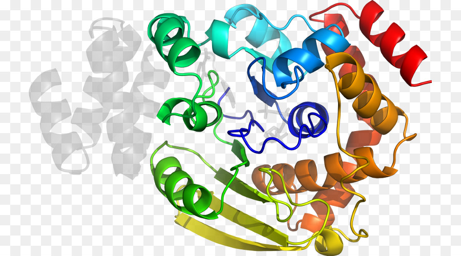 Protein Yapısı，Molekül PNG