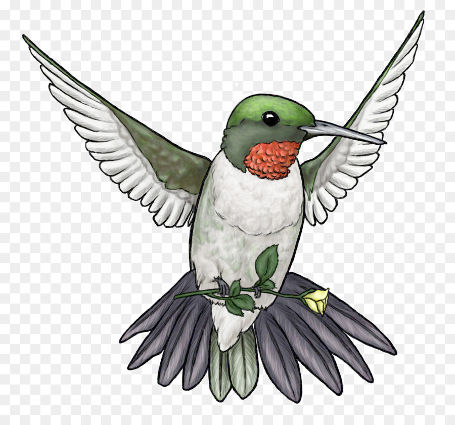 Sinekkuşu，Rubythroated Hummingbird PNG