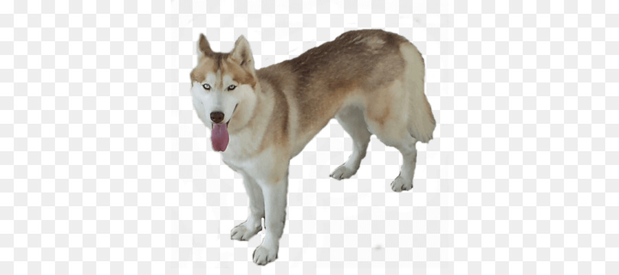 Husky，Köpek PNG