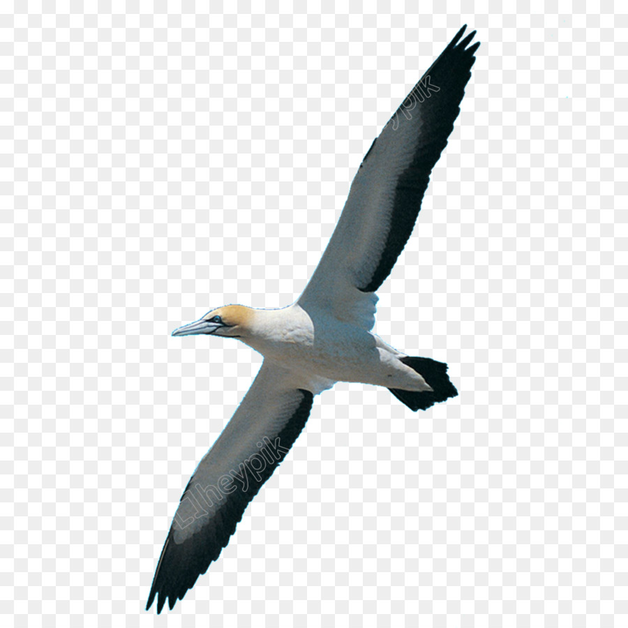 Albatros，Uçan PNG