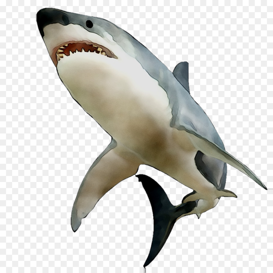Büyük Beyaz Köpekbalığı，Requiem Köpekbalığı PNG