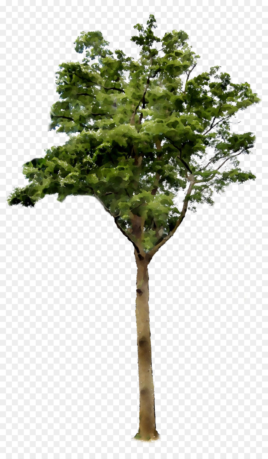 Ağaç，Masaüstü Duvar Kağıdı PNG