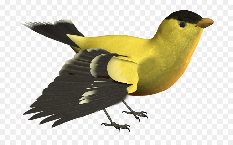 Kuş，Sarı PNG