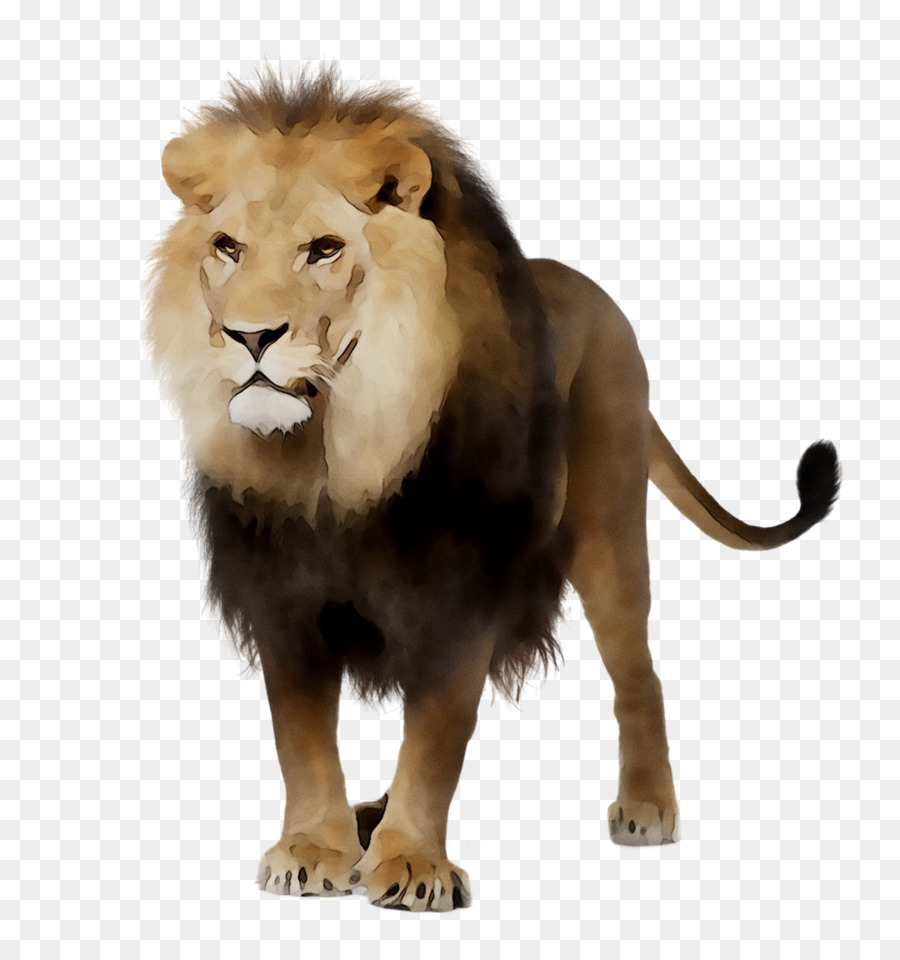 Kara Aslan，Aslan PNG