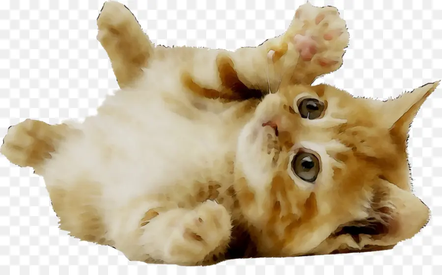 Yavru Kedi，Kedi PNG